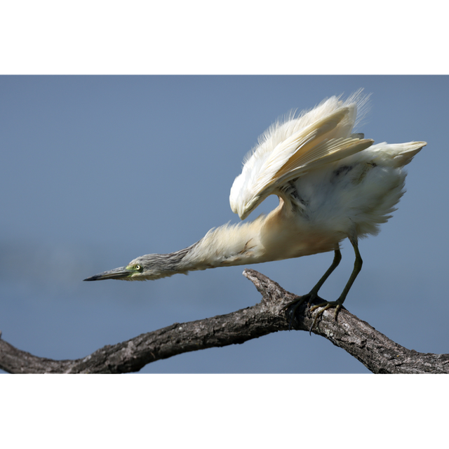 Colère de Crabier - ref: 7765