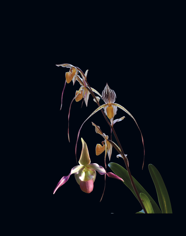 Being Present Combination Essence