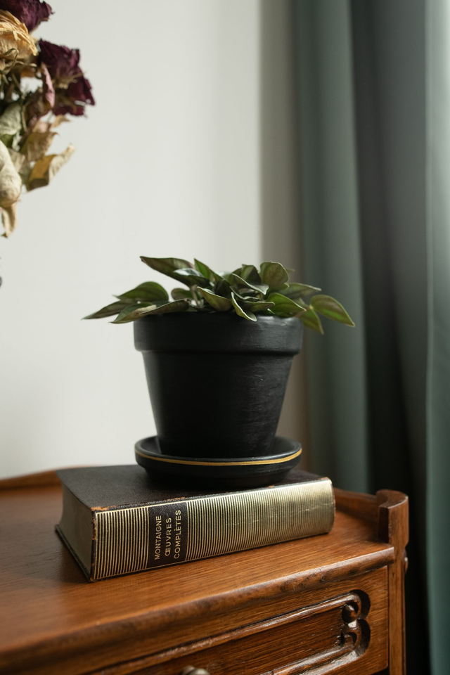 Black Velvet 🖤 Pot + Soucoupe peints à la main