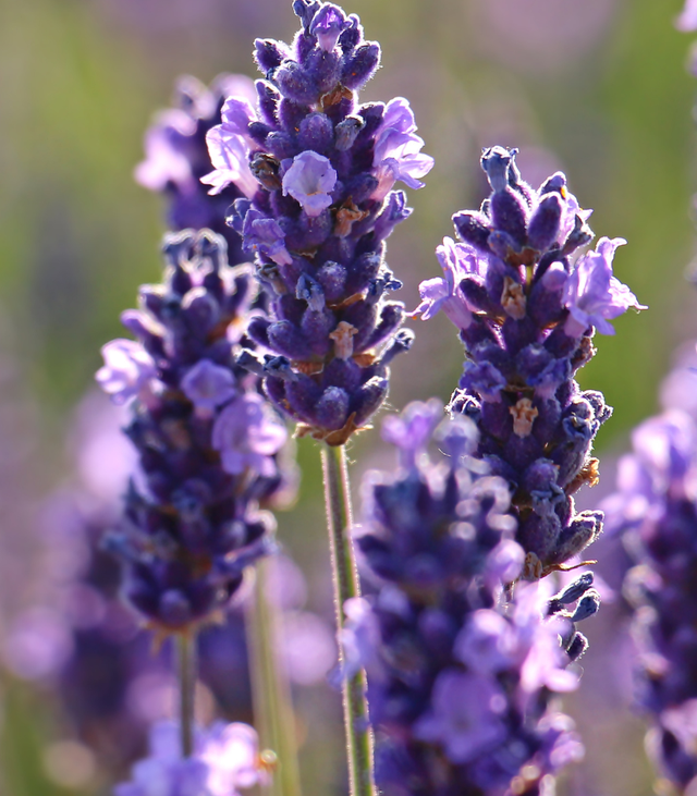 Les florales