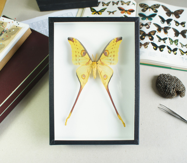 Argema mittrei (mâle)