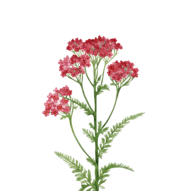 Achillea 'Cerise Queen'