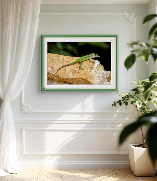 Macro Photography - Anole Lizard - Print Only 