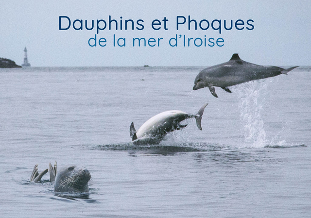 Dauphins et phoques de la mer d'Iroise