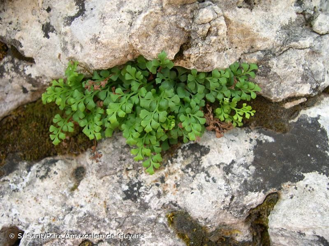 Doradille rue-des-murailles (Asplenium ruta-muraria subsp. ruta-muraria)