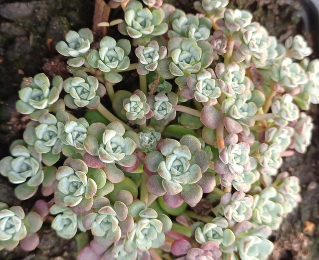 Sedum spathulifolium Cape Blanco