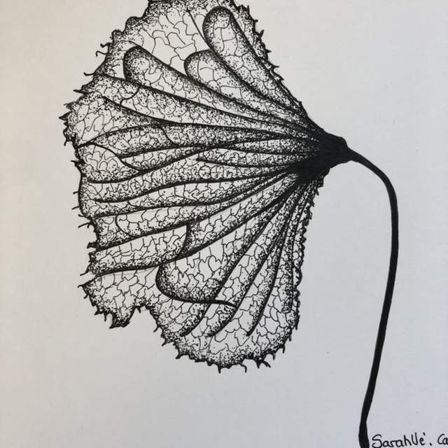 Ginkgo biloba - 22 x 22 cm - encadrement noit 