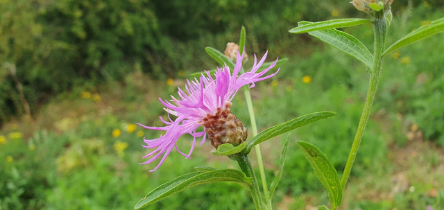 Centaurée (Centaurea sp. )