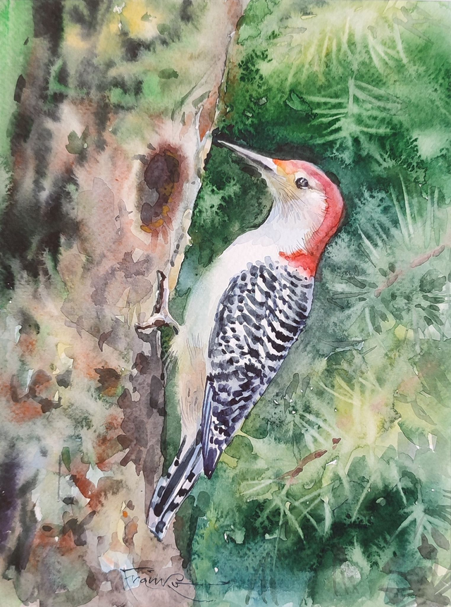 Dzięcioł, 35x28 (24x18 w świetle passe-partout) akwarela 2023