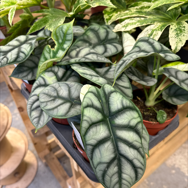 Alocasia Silver Dragon