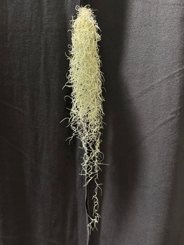 Spanish Moss (Tillandsia usneoides)