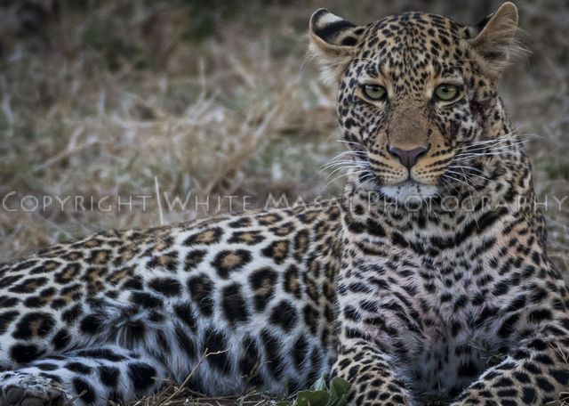 Luck be a lady, Bahati means lucky and this famous female Leopard is the queen.