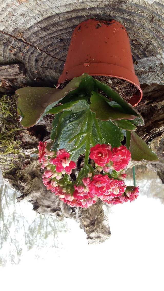 Mini KALANCHOE