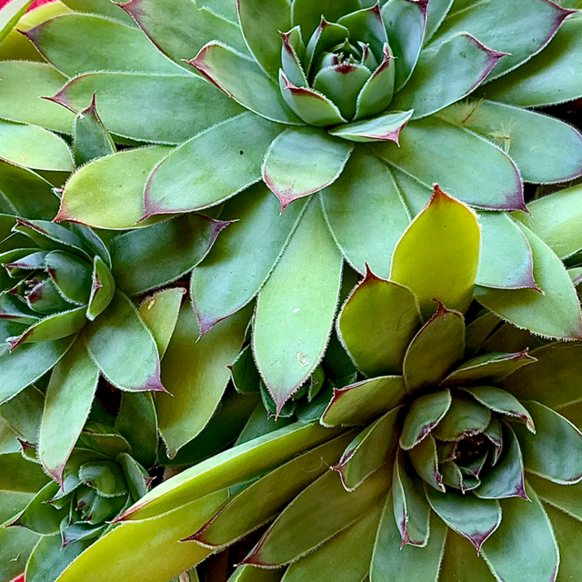 Constellation Familiale (Constellant)