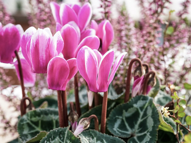 Cyclamen hederifolium 