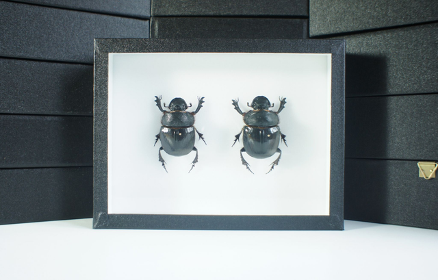 Heliocopris bucephalus C