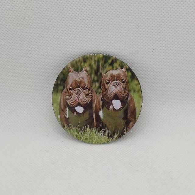 Chien - American Bully brun