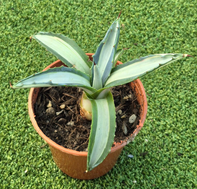 Agave Mediopicta Alba' - 9cm plant