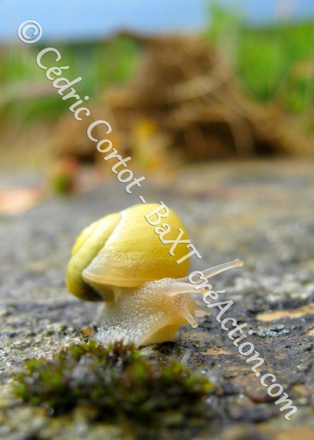 2 - Carte postale - Le petit monde du Vivant (Ref Esc 4)