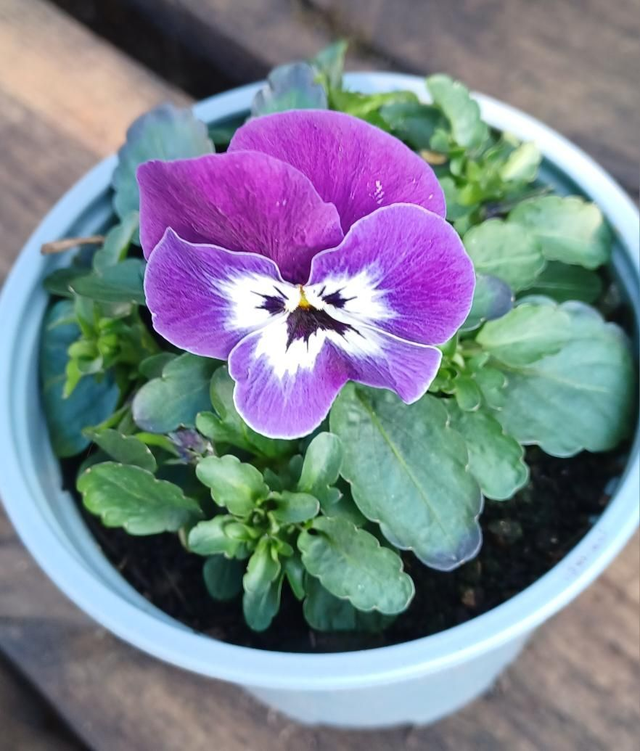 Viola mixed
