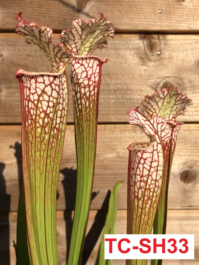 S. leucophylla red form, Deer Park AL, x S. leucophylla red and white form