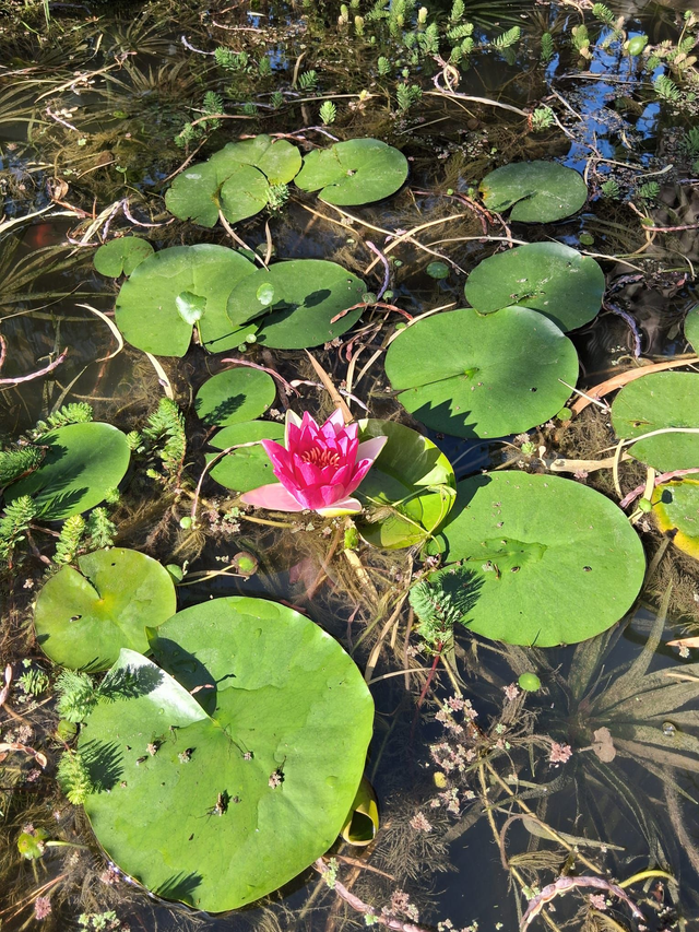 I04 . Rizomi di ninfee vari colori in vaso 