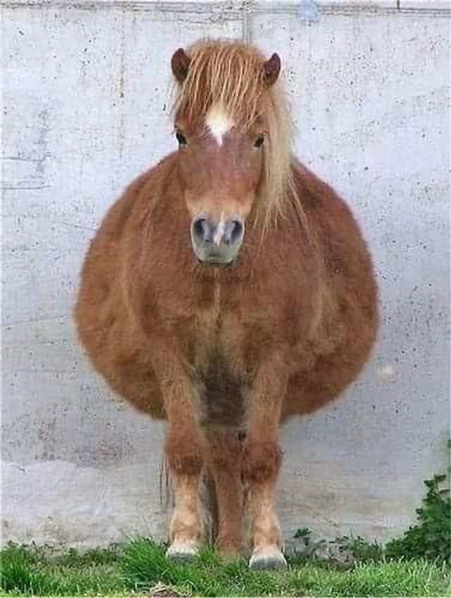 Balade Poney en main