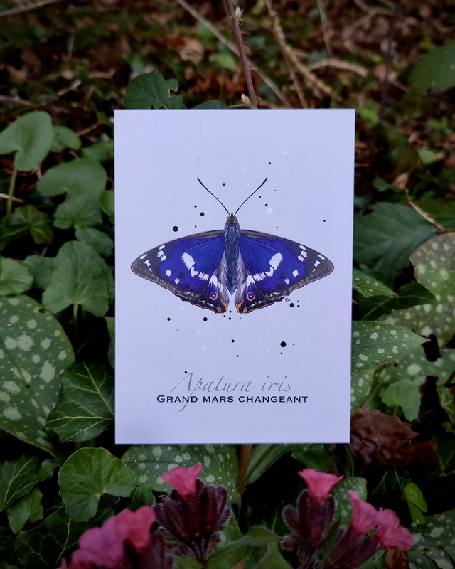 Grand mars changeant - Carte format A6