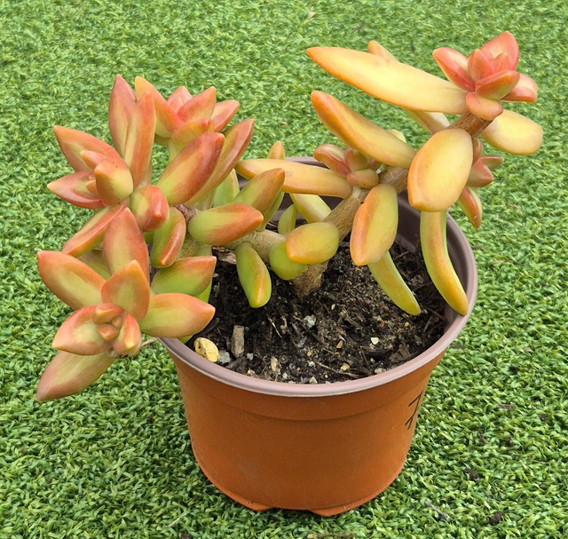 Sedum nussbaumerianum (Coppertone Stonecrop) - Large 9 cm potted plant.
