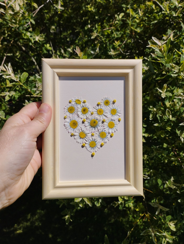 Coeur de Pâquerettes