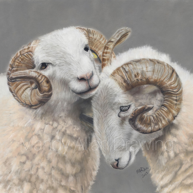 "Brotherly Love- White Faced Woodlands" Limited Edition Sheep Print