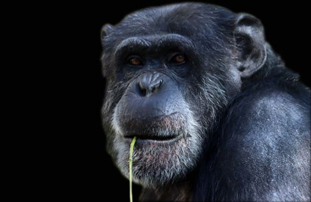 Guenon à la brindille (Couleur) - ref : 4471