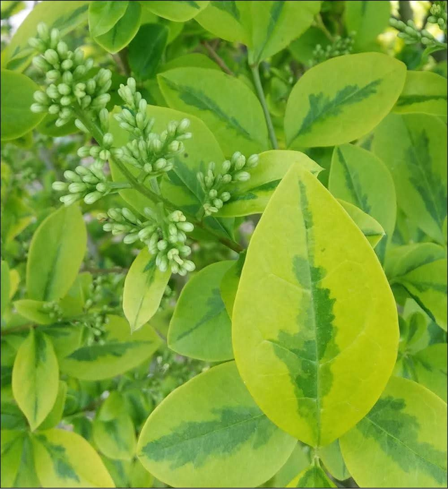Ligustrum lucidum 'Excelsum Superbum' Variegated Chinese privet - 1lt pot