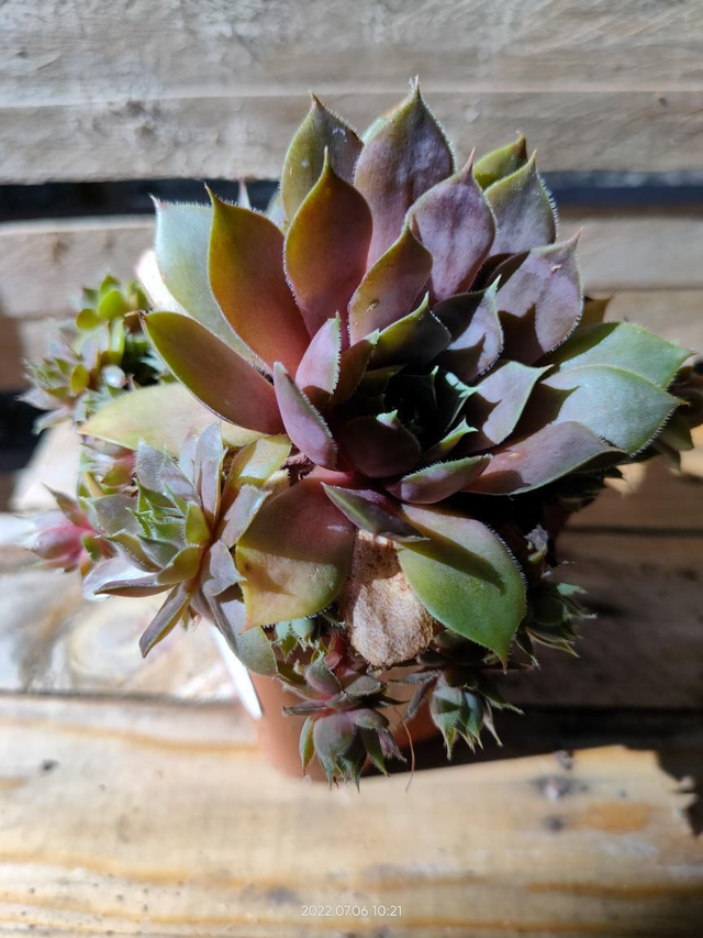 Sempervivum Chick Charms 'Cranberry Cocktail' - Godet9