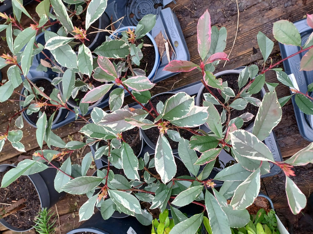 Photinia Louise pot 17cm