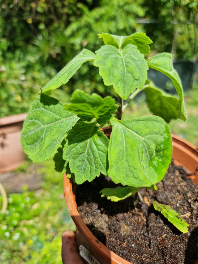 Plant de patchouli bio