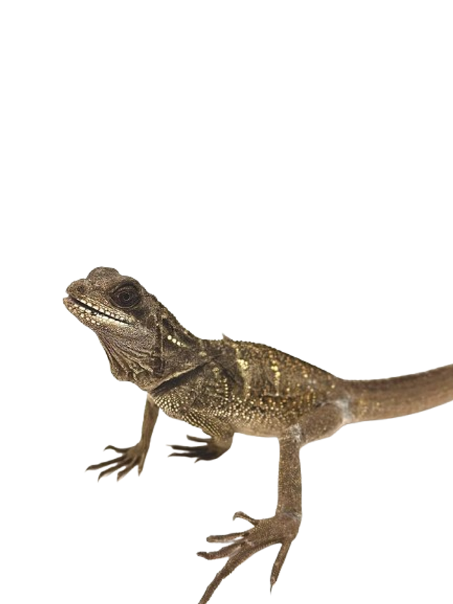 Hydrosaurus Microlophus - Agame voilier de Sulawesi