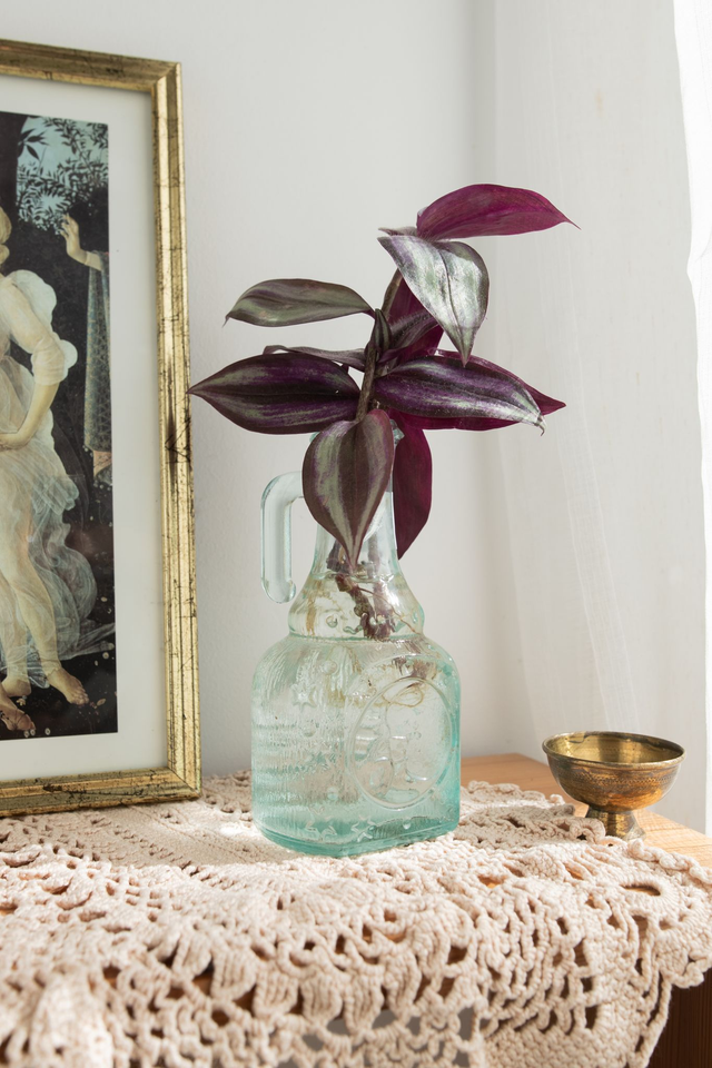 Boutures Astrales 🌙 Vase soleil/lune + bouture misère