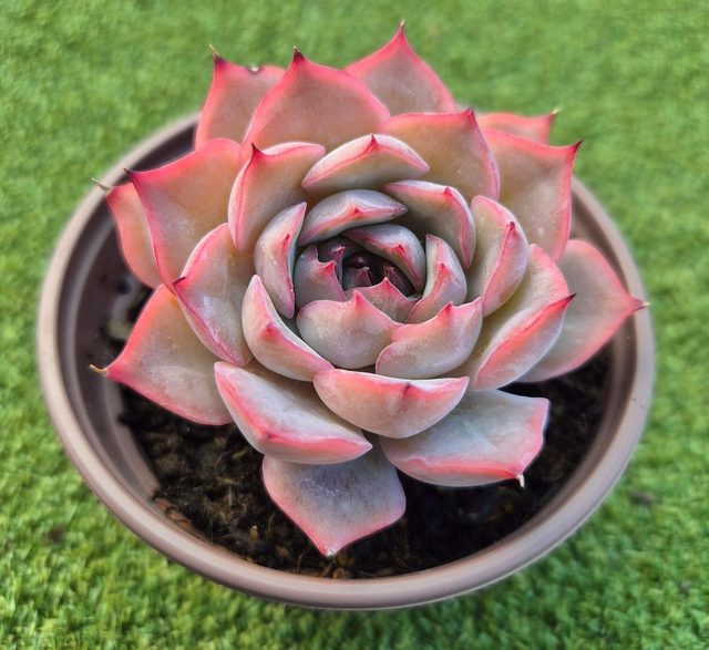 Echeveria &#039;Sunray&#039; 