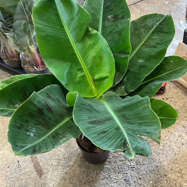 Musa tropicana