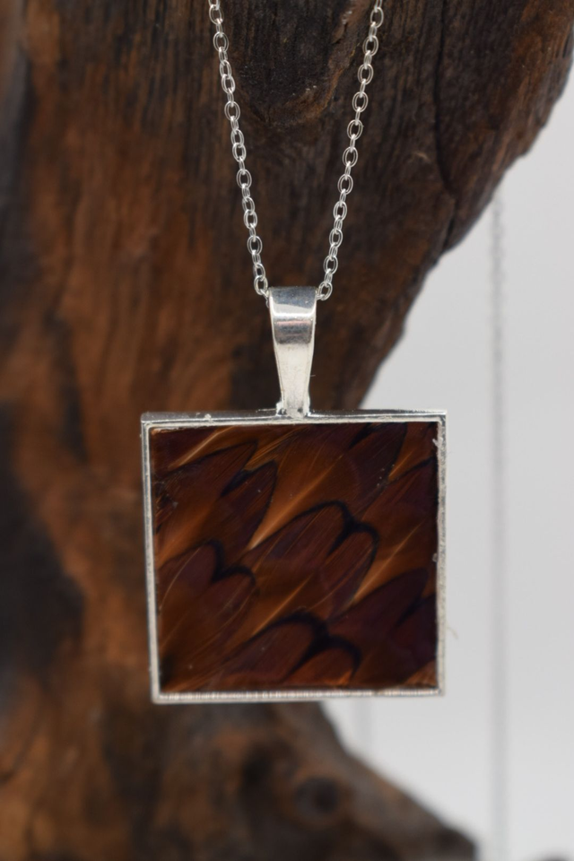 Collier faisan commun