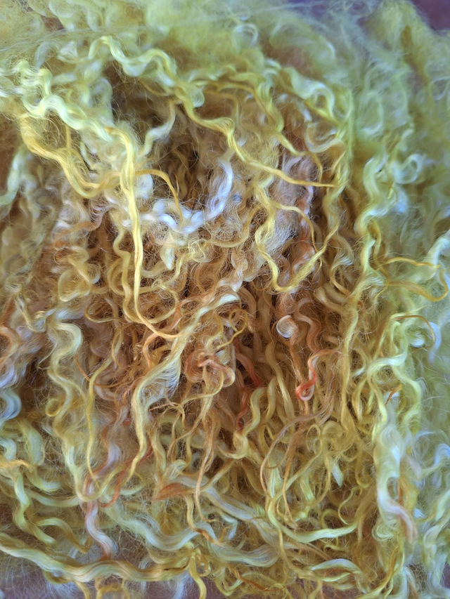 Boucles01120 teeswater teinte main 58g