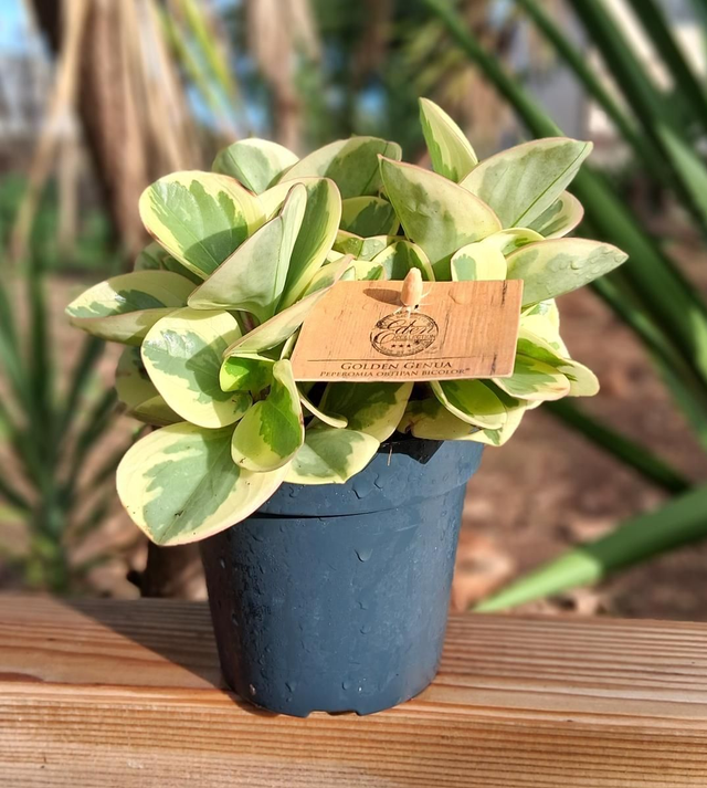 B82 . Peperomia Obtipan bicolor