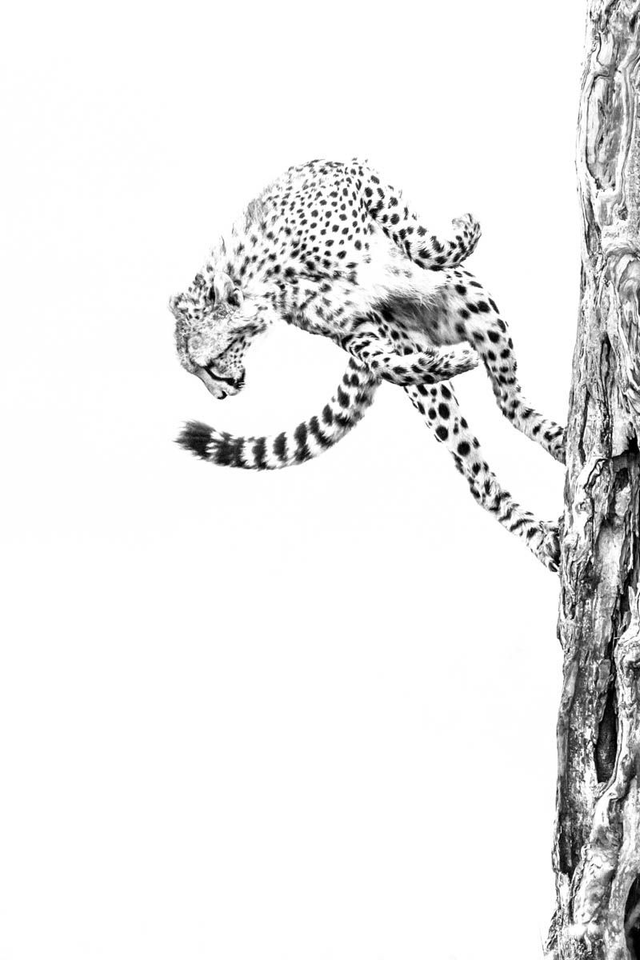 Tirage "Marsupilami"