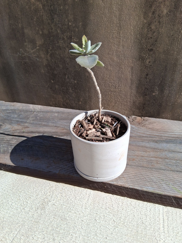 L10. kalanchoe Behariensins