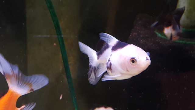 Panda oranda 