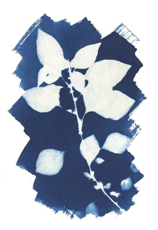 Cyanotype of Pellitory weed - A5 size
