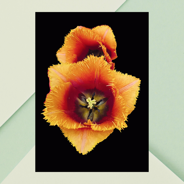  Impression de Tulipe à Franges Oranges / Sunny Delight: Orange Fringed Tulip Art Print:  Décoration Murale Florist 