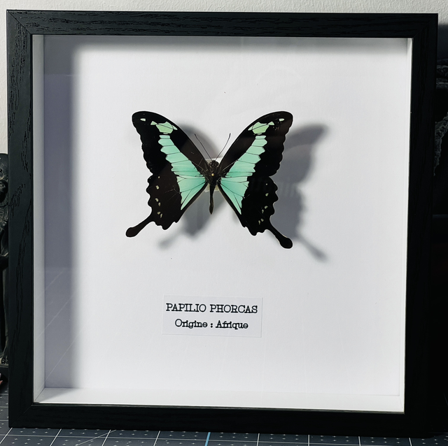 Papilio Phorcas