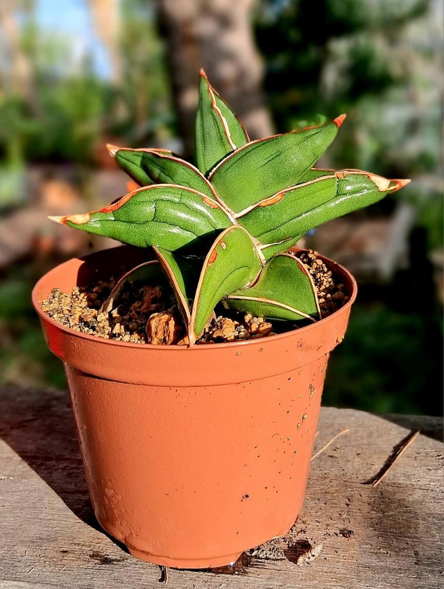 D170 . Sansevieria Ehrenbegii 'Samurai'